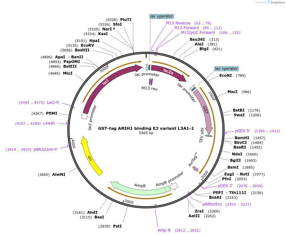248587-plasmid-map-sequence-id-494534