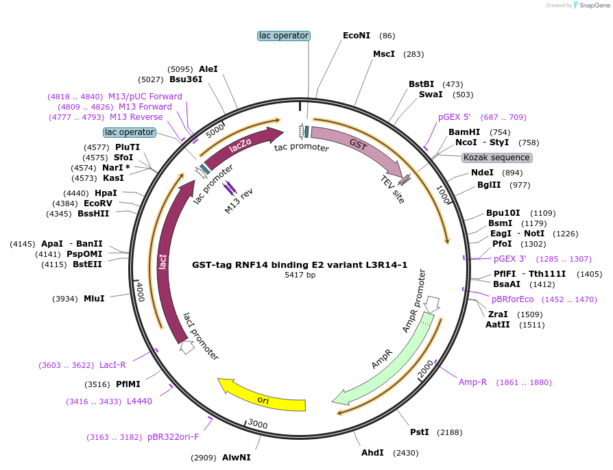 248589-plasmid-map-sequence-id-494555