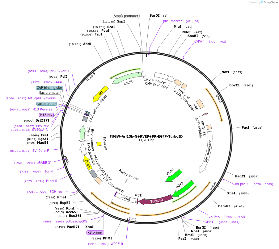 248193-plasmid-map-sequence-id-494576