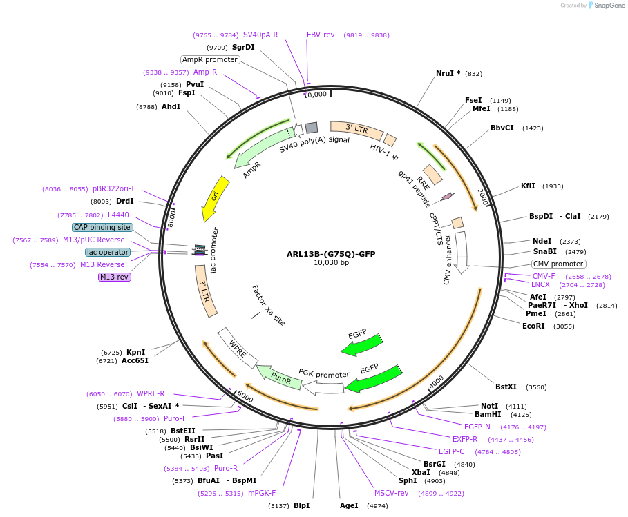 246837-plasmid-map-sequence-id-494620