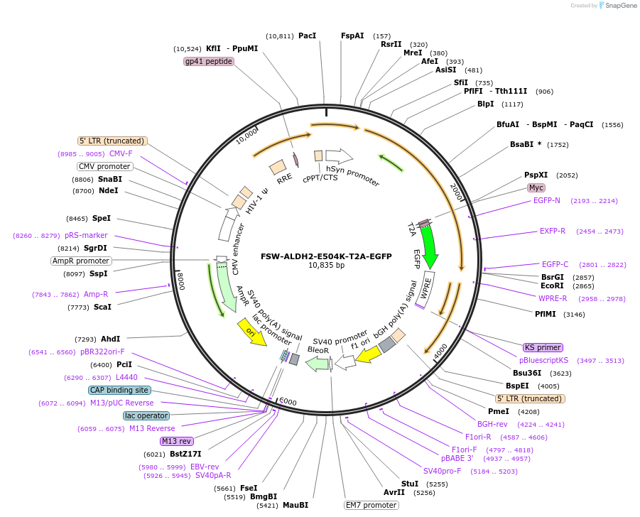 197037-plasmid-map-sequence-id-494633