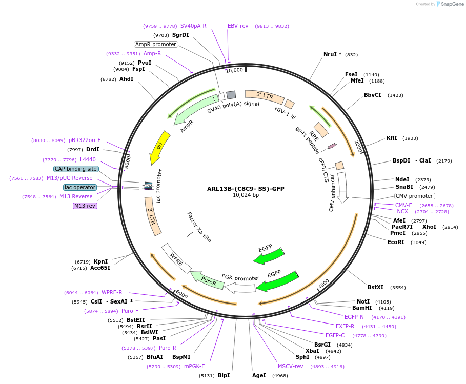 246842-plasmid-map-sequence-id-494664