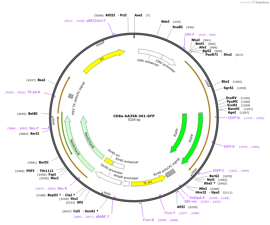 247767-plasmid-map-sequence-id-494675