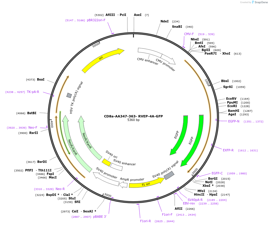 221597-plasmid-map-sequence-id-494682