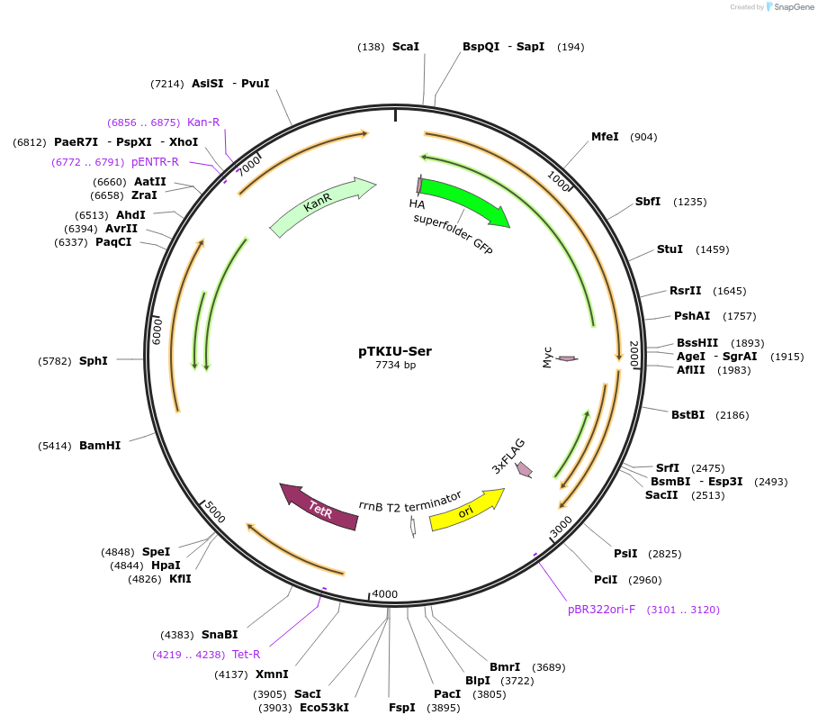 247650-plasmid-map-sequence-id-494846