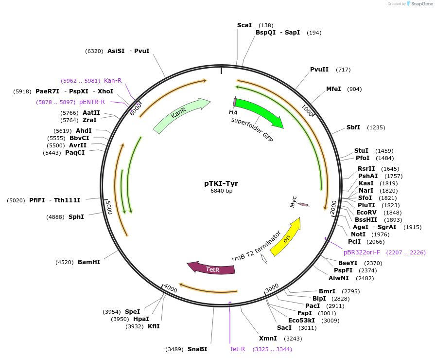 247647-plasmid-map-sequence-id-494850