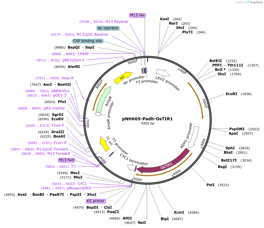247609-plasmid-map-sequence-id-494853