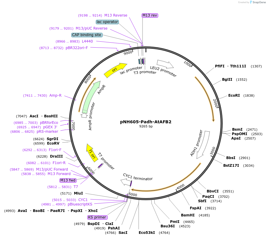 247611-plasmid-map-sequence-id-494855