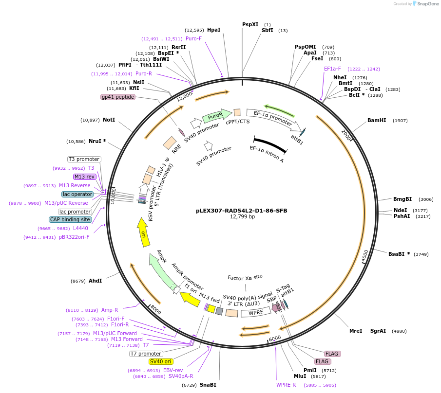 247913-plasmid-map-sequence-id-494860