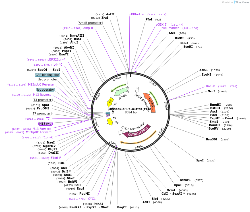 247619-plasmid-map-sequence-id-494908