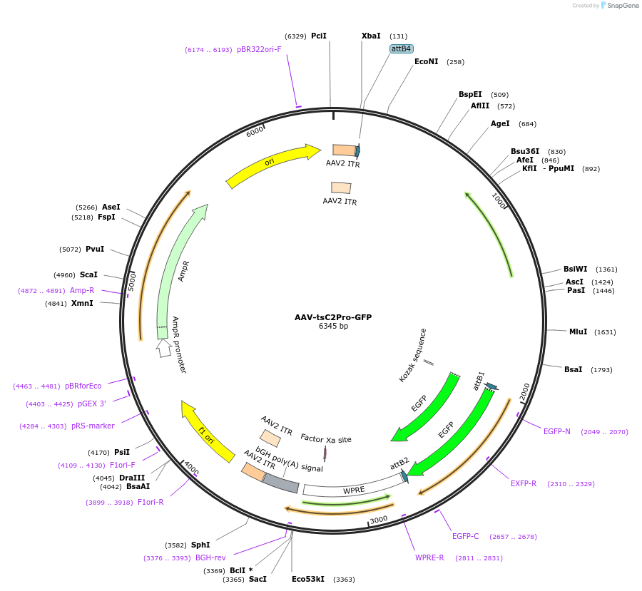 248521-plasmid-map-sequence-id-494909