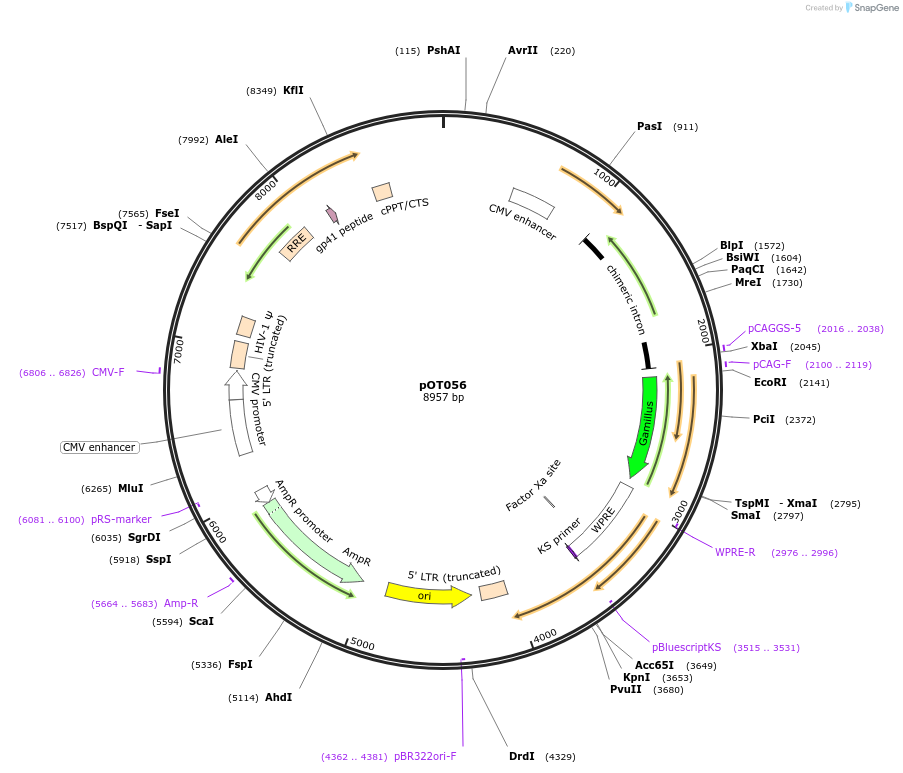 234942-plasmid-map-sequence-id-494956