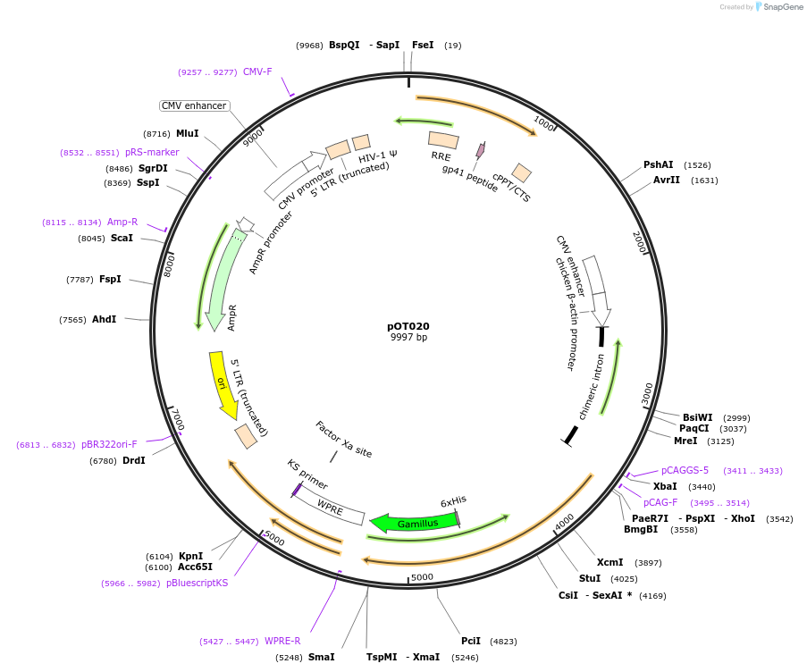 234943-plasmid-map-sequence-id-494957