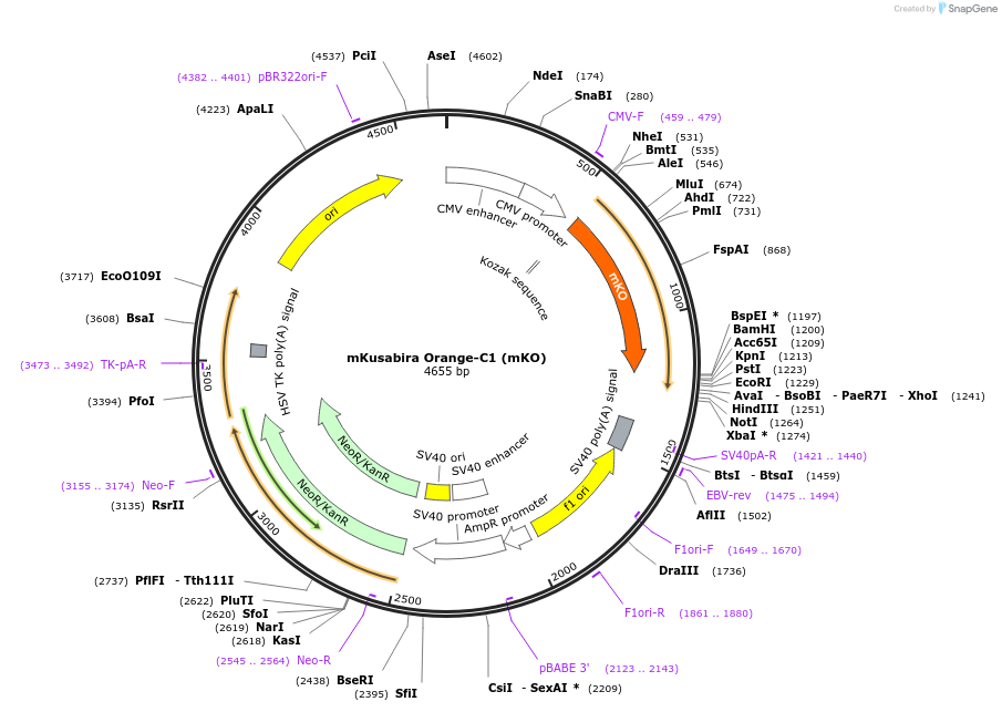 54834-plasmid-map-sequence-id-494959