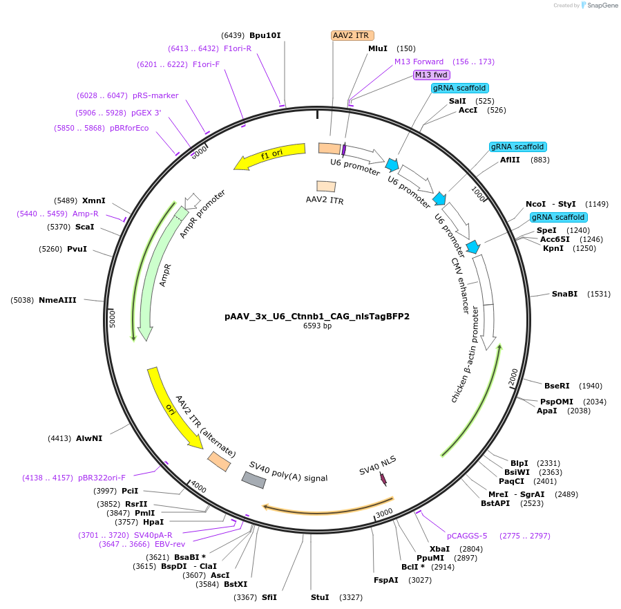 247933-plasmid-map-sequence-id-494993