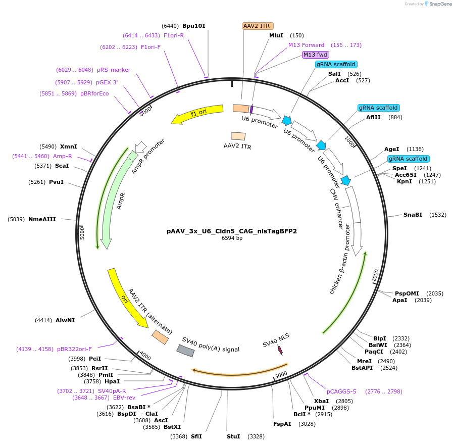 247679-plasmid-map-sequence-id-494995