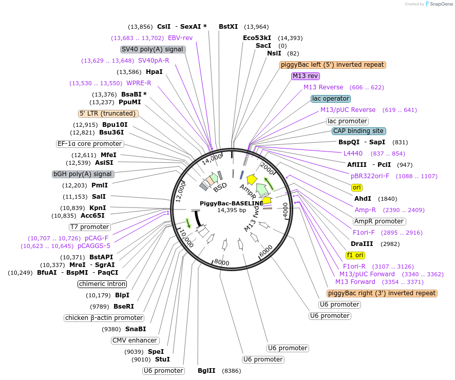 247776-plasmid-map-sequence-id-494996