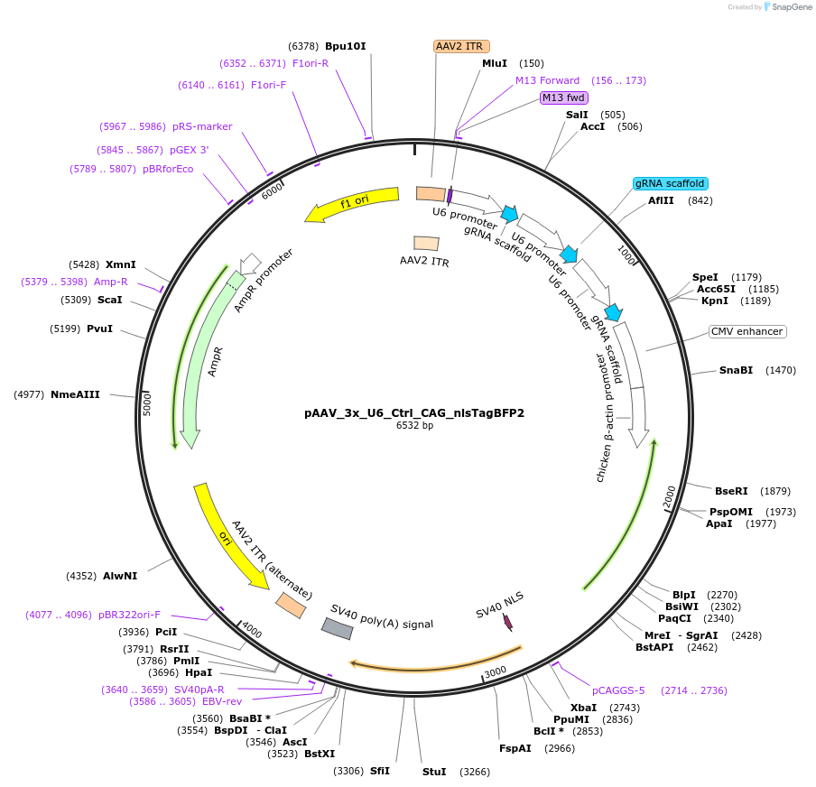 248039-plasmid-map-sequence-id-494997