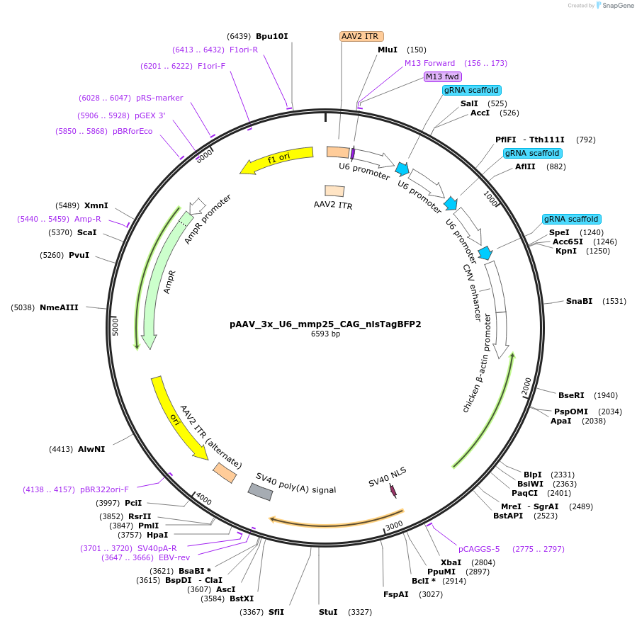 247935-plasmid-map-sequence-id-494999