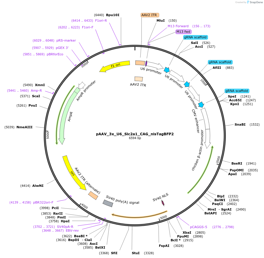247936-plasmid-map-sequence-id-495000