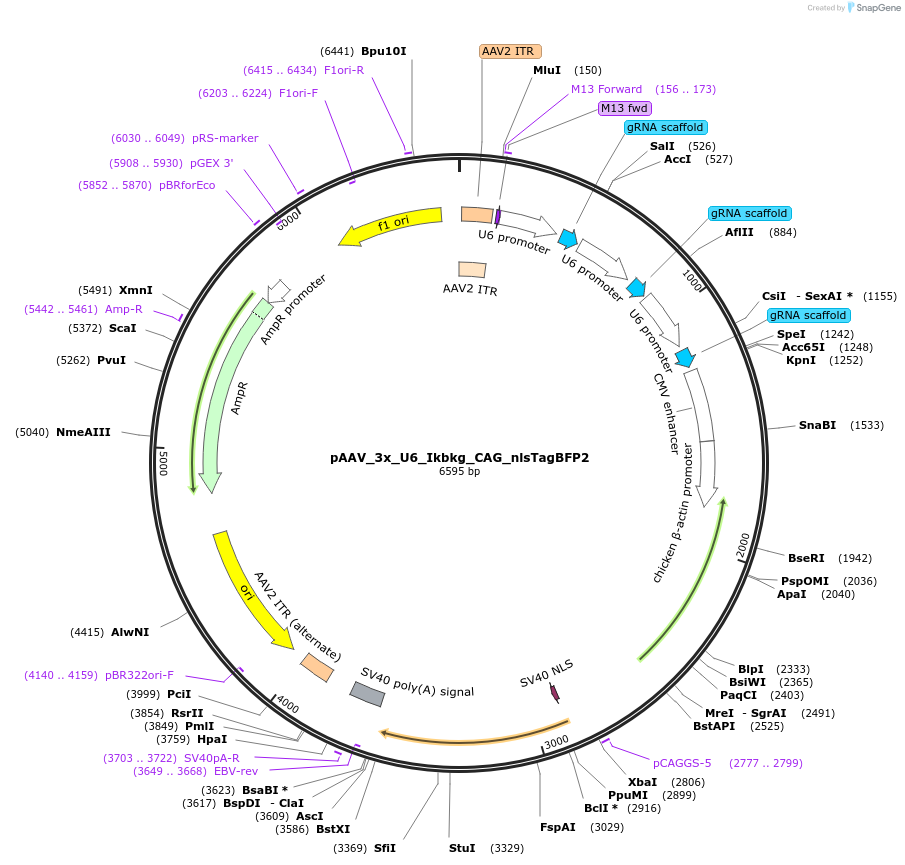 247934-plasmid-map-sequence-id-495001