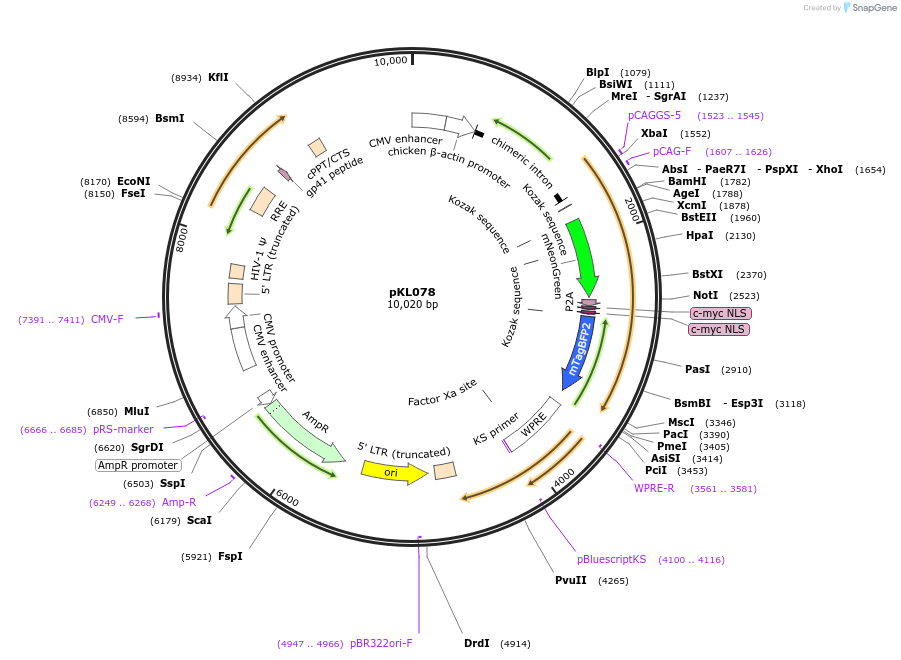 234944-plasmid-map-sequence-id-495007