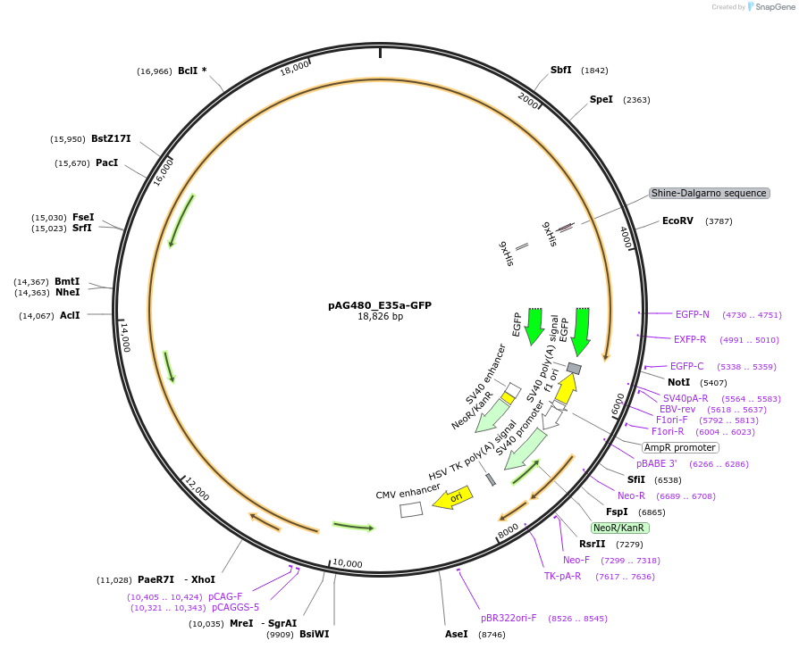 241435-plasmid-map-sequence-id-495016