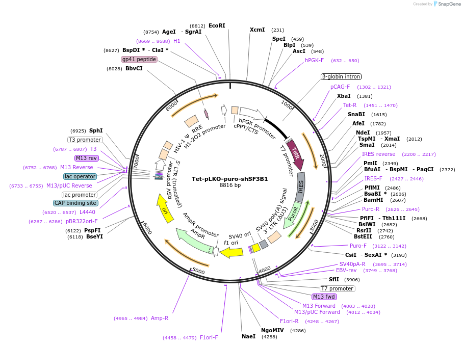 248800-plasmid-map-sequence-id-495089