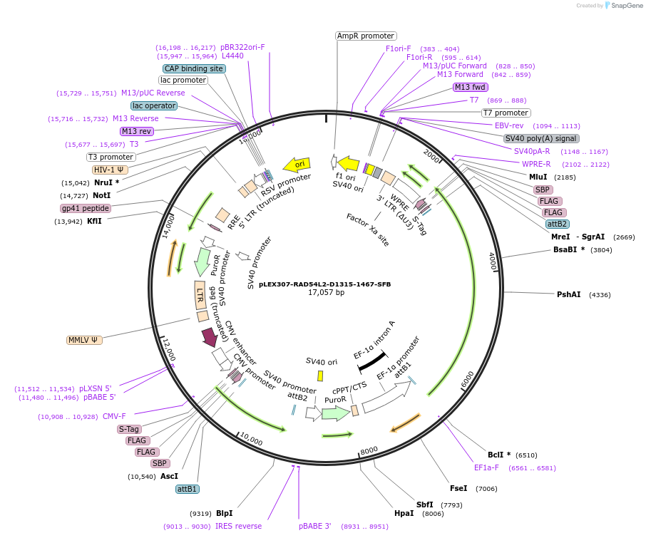 247919-plasmid-map-sequence-id-495273