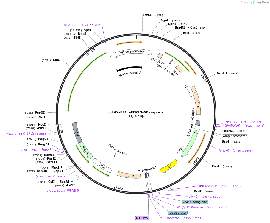 248153-plasmid-map-sequence-id-495280