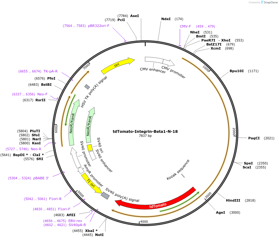 58105-plasmid-map-sequence-id-495282