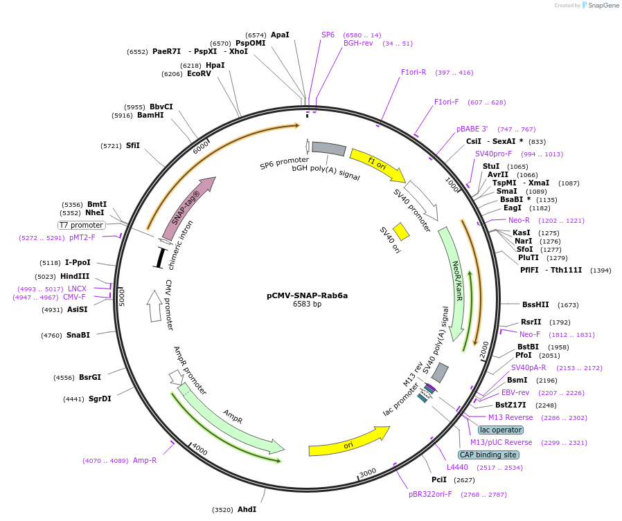 248793-plasmid-map-sequence-id-495312