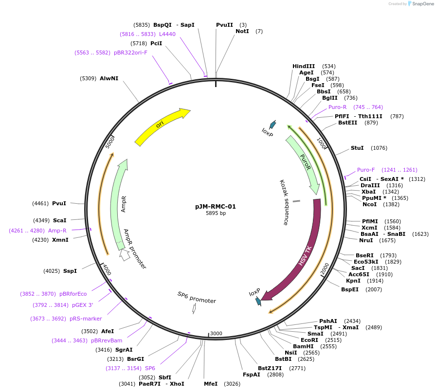 248660-plasmid-map-sequence-id-495314