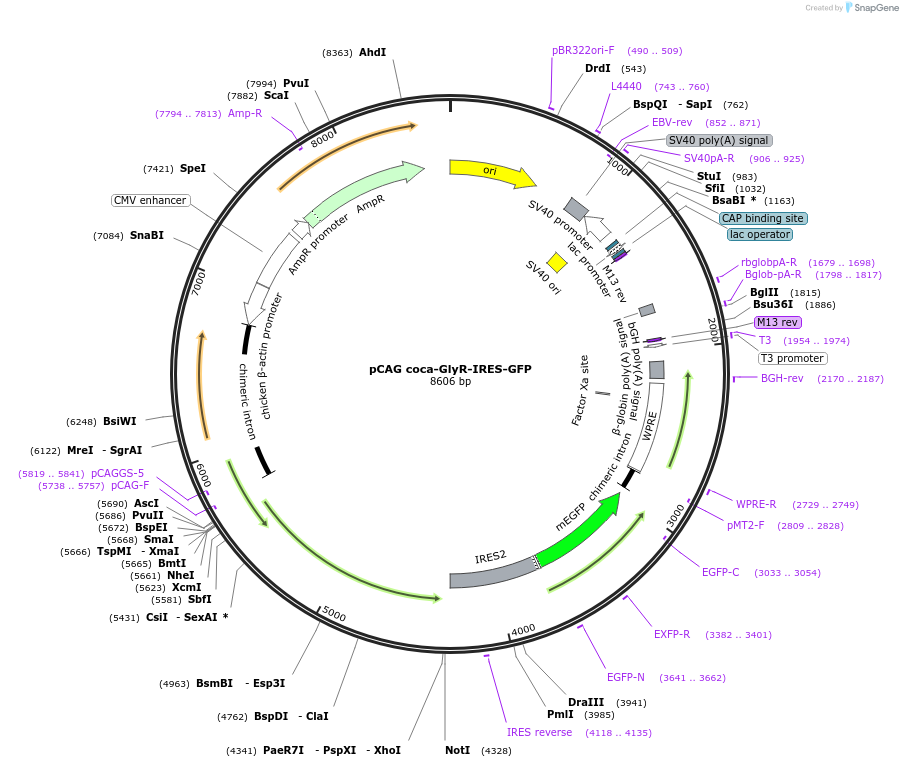 242194-plasmid-map-sequence-id-495319