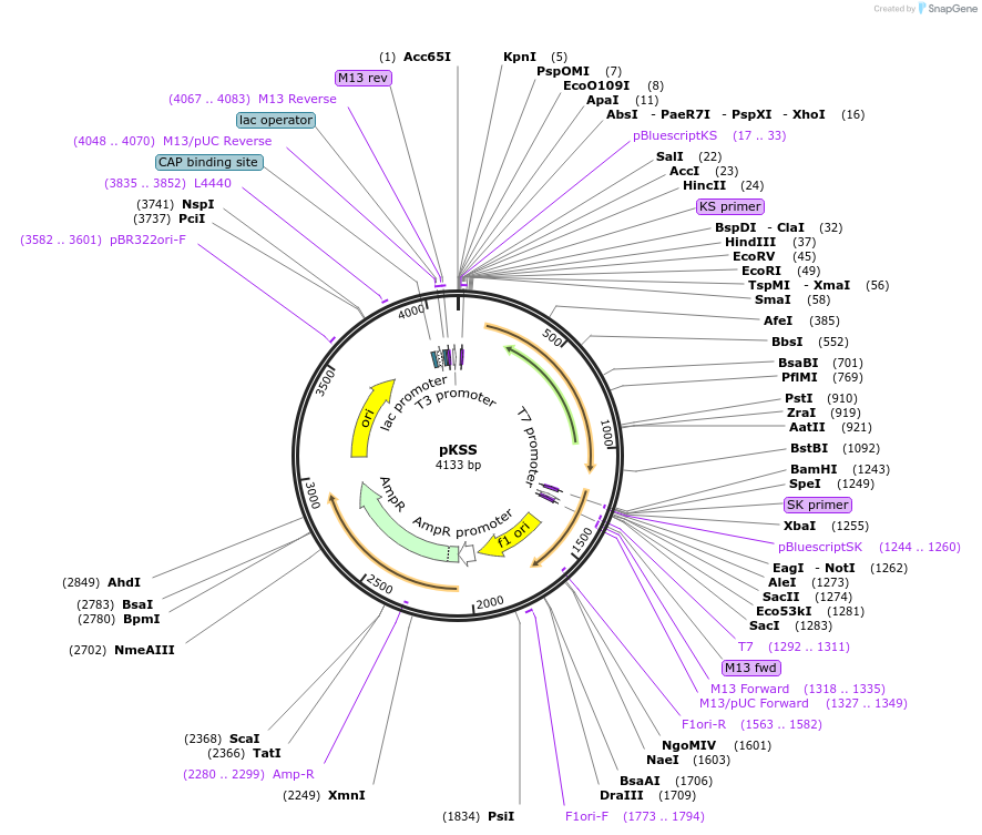 39272-plasmid-map-sequence-id-49532