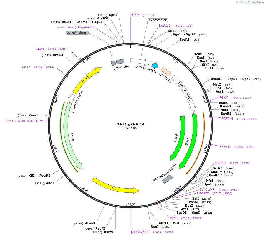 247544-plasmid-map-sequence-id-495324