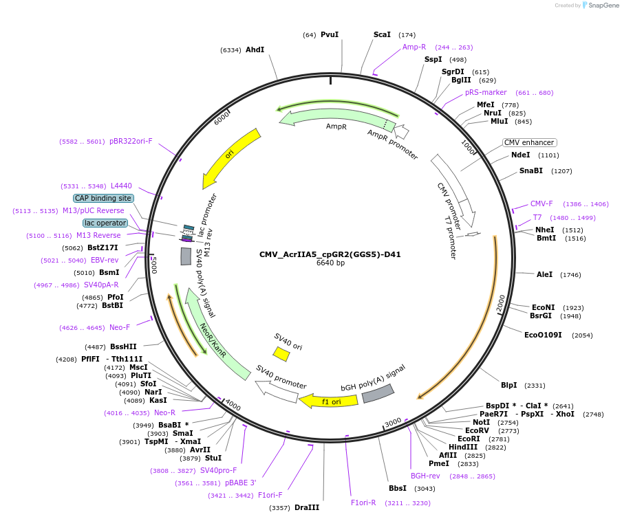 246045-plasmid-map-sequence-id-495335