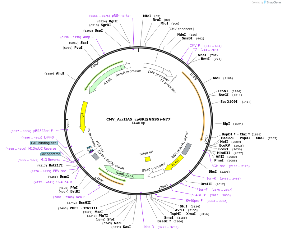 246046-plasmid-map-sequence-id-495336