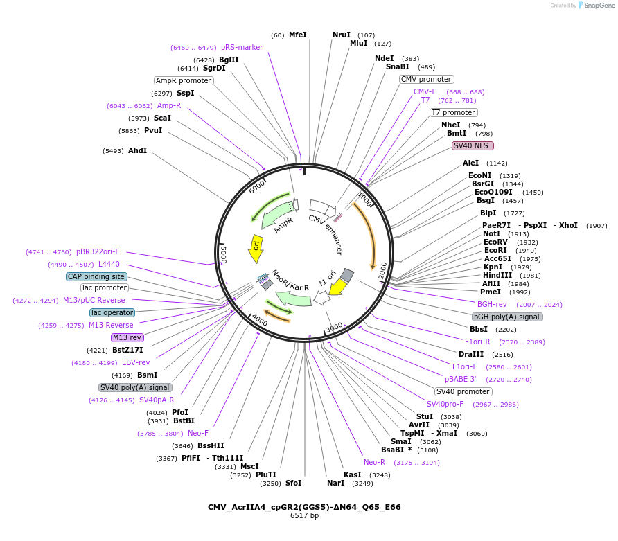246052-plasmid-map-sequence-id-495337