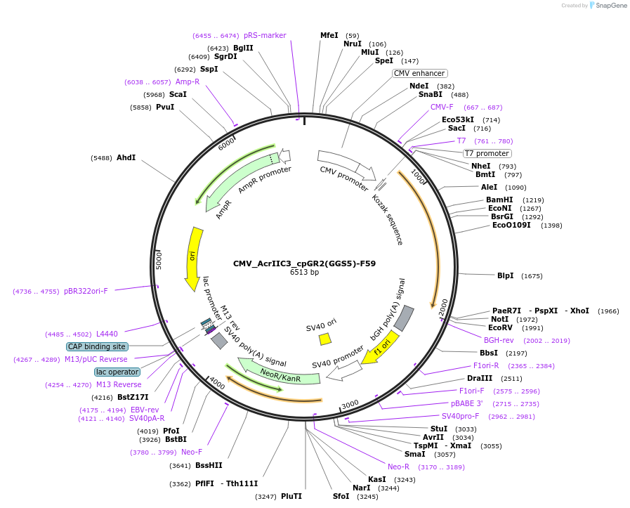 246053-plasmid-map-sequence-id-495339