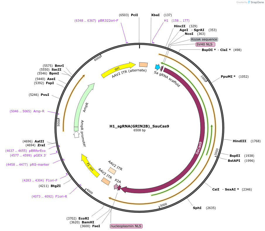246054-plasmid-map-sequence-id-495340