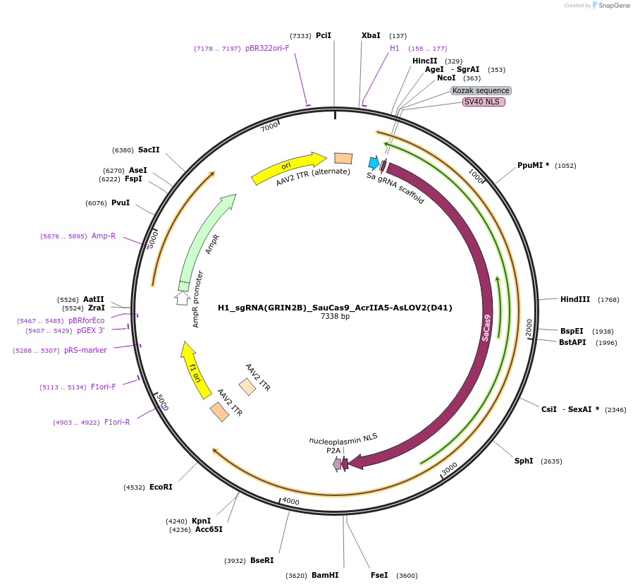 246055-plasmid-map-sequence-id-495341