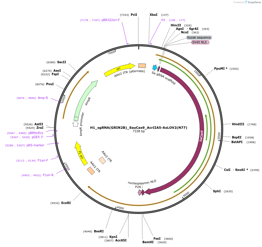 246056-plasmid-map-sequence-id-495342