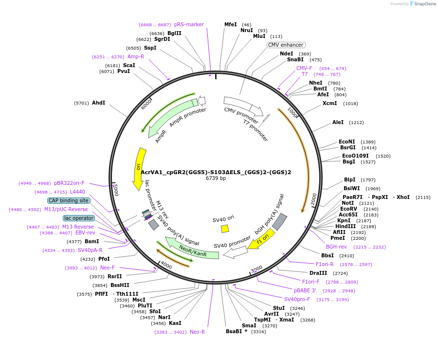 246051-plasmid-map-sequence-id-495343