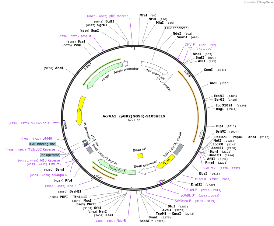 246050-plasmid-map-sequence-id-495344