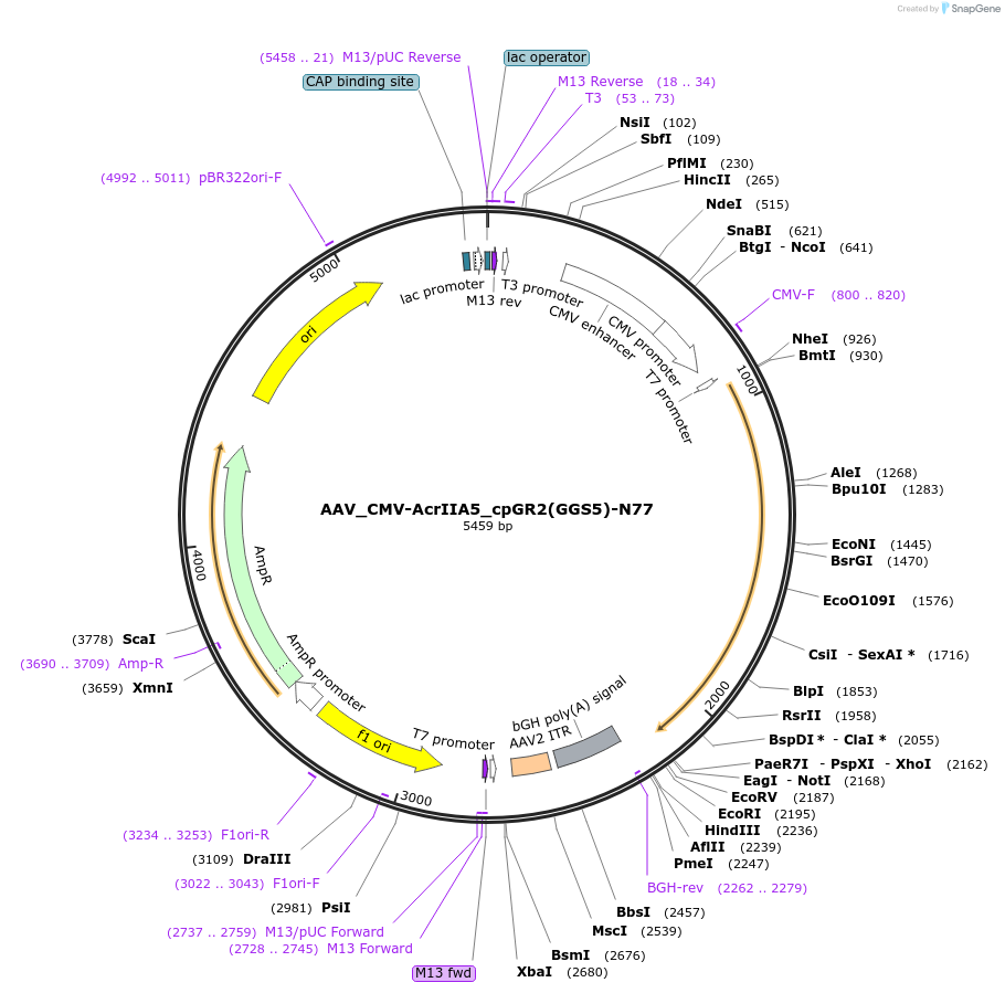 246048-plasmid-map-sequence-id-495346