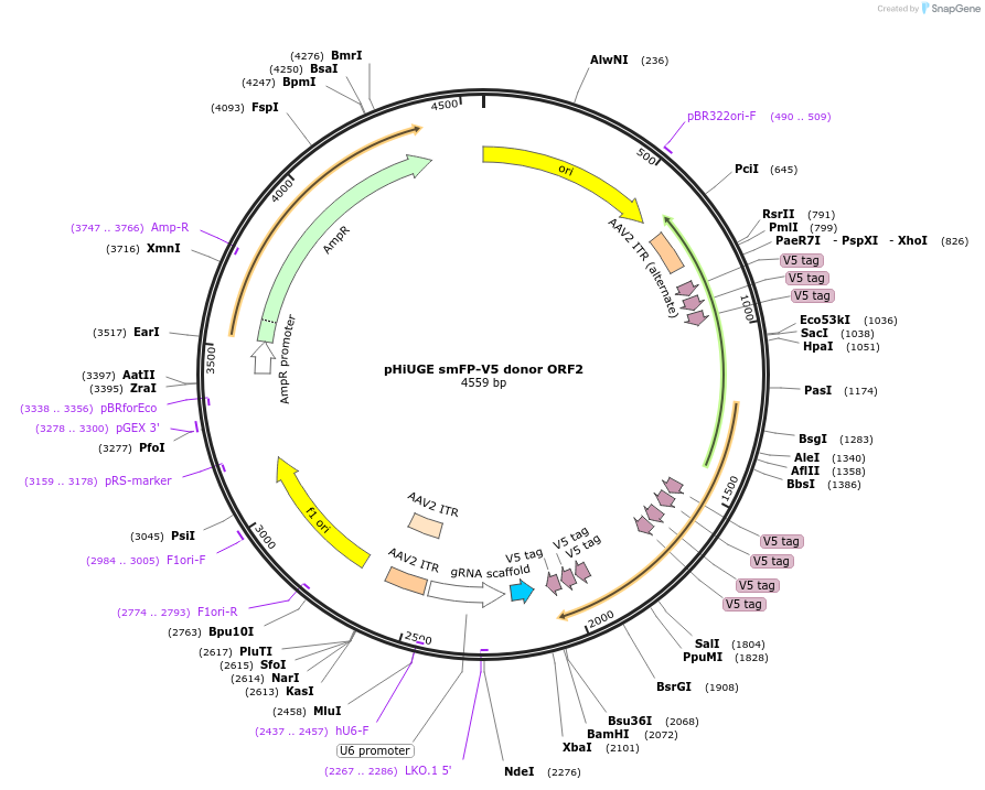 200382-plasmid-map-sequence-id-495350