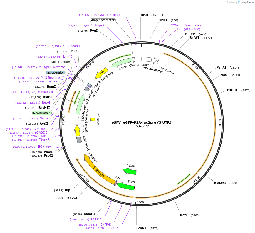 240254-plasmid-map-sequence-id-495353