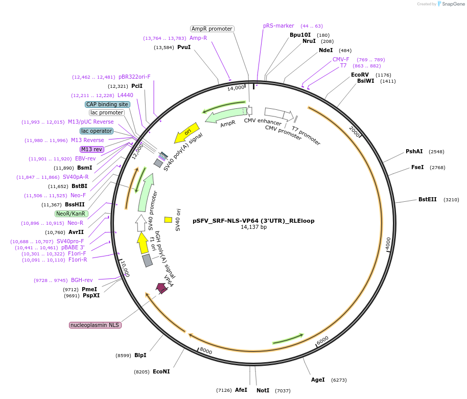 240258-plasmid-map-sequence-id-495356