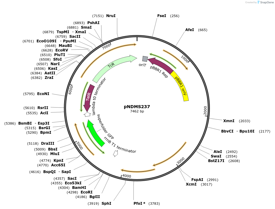 248095-plasmid-map-sequence-id-495374